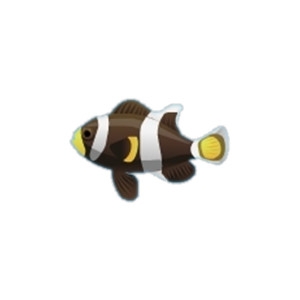 Clown Fish 1